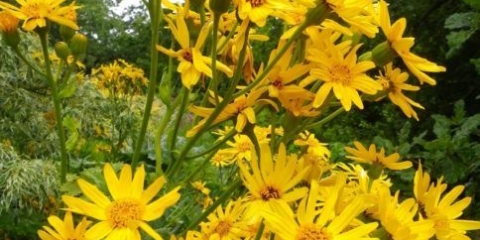 Buzulnik u obliku dlana (prstasti): fotografija i opis